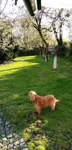 Pudel - hotel dla psów